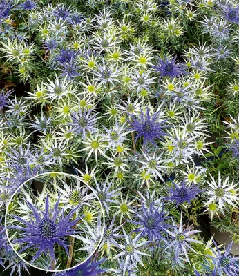 Produktbild von BALDUR Garten Eryngium 'Bourgatii',2 Knollen, extravagante Blütenform und -farbe, perfekte Bienenweide, trockenheitsverträglich & pflegeleicht, winterhart