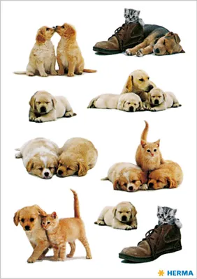 Productafbeelding van Herma 5606 Sticker: Decoratie met hondpuppies