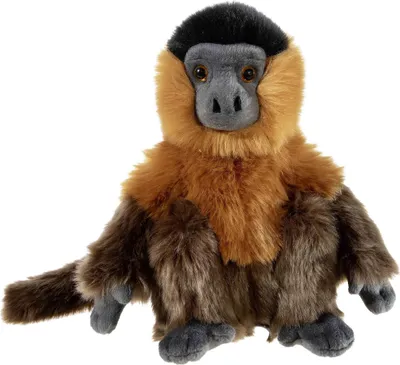 Produktbild von BEDROHTE TIERE Kapuzineraffe