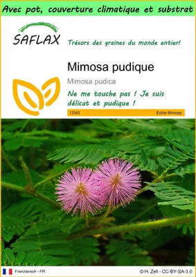 Image de SAFLAX Garden to go - Mimosa pudique - 70 graines - Mimosa