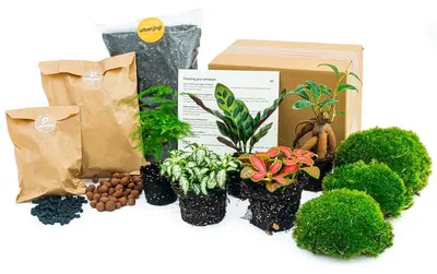 Produktbild von Green Your Bottle – Set für deinen Flaschengarten – ohne Glas – 5 Pflanzen (Ficus – Calathea – Asparagus – 2x Fittonia)