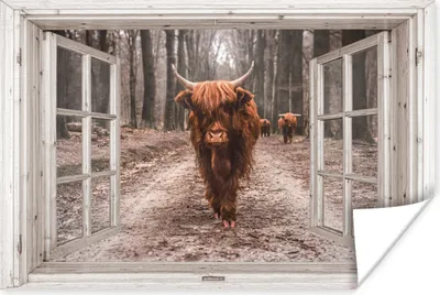 Produktbild von MuchoWow® Poster Ansicht - Schottischer Highlander - Fenster 60x40 cm - Schlafzimmerdekoration