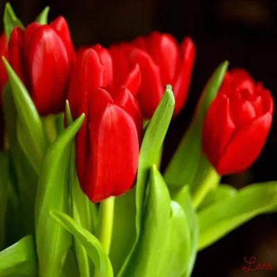 Produktbild von Malen nach Zahlen 5d Diamond Painting Tulpen Malen nach Zahlen 20x20cm
