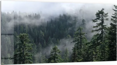 Produktbild von DEQORI Küchenrückwand Glas 100x50 cm 'Tannenspitzen im Nebel' Spritzschutz Bad Rückwand