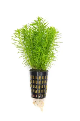 Produktbild von Pogostemon deccanensis (erectus) Indische Sternpflanze 1 Topf Ø 5cm