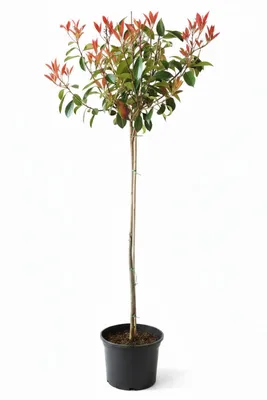 Produktbild von Photinia fraseri 'Red Robin", Glanzmispel-Stämmchen, Höhe: 120-130 cm