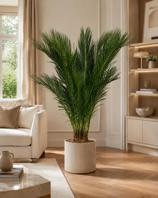 Produktbild von Cycas Revoluta ca. 100 cm – Sagopalme Palmfarn Zimmerpalme Exotische Grünpflanze Winterhart Kübelpflanze