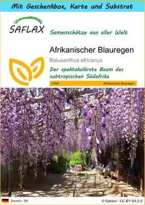 Produktbild von SAFLAX Geschenk Set - Afrikanischer Blauregen - Bolusanthus africanus - 15 Samen - Mit Geschenkbox, Versandaufkleber, Geschenkkarte und Anzuchtsubstrat