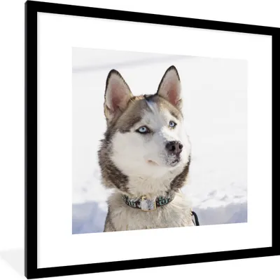 Produktbild von MuchoWow® Gerahmtes Poster Sibirischer Schlittenhund im Schnee 40x40 cm - Poster mit Schwarzem Bilderrahmen Wandposter Rahmen Foto Bilder - Poster - Plakat im Rahmen