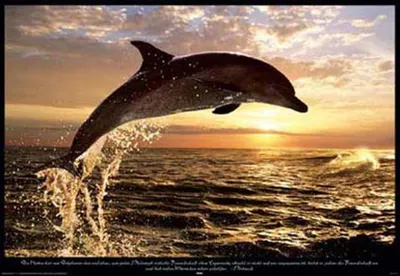 Immagine prodotto di Delfini Delfini - Tramonto - Animale - Stampa poster - Dimensione 91,5x61