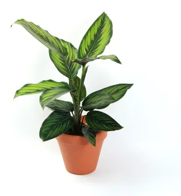 Obrázok produktu pre Gardners Calathea Beautystar, priemer 11-12 cm