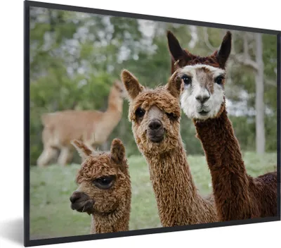 Produktbild von MuchoWow® MuchoWow® Gerahmtes Poster Alpaka - Tier - Braun 40x30 cm - Poster mit zchwarzem Bilderrahmen - Kunstposter - Wanddekorationen