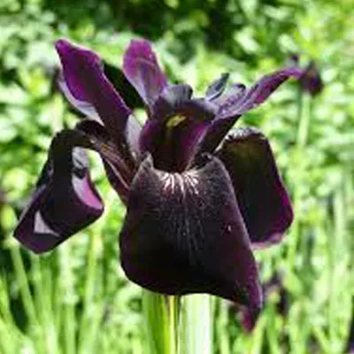 Obrázek produktu pro 6 kusů lilie "Schwertlili" - Iris Chrysographes 'Black Form' | květináč 9x9 cm