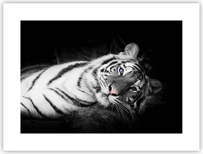 Produktbild von Poster - Poster ohne Rahmen - Weiß Tiger Schwarz und Weiß - 40x30 cm - Wand Bild - Wanddeko - Wandbilder - Kunstposter - Wandposter - Bilder - Kunstdruck - Wanddekoration - Wandbild - P2XAA40x30-4247