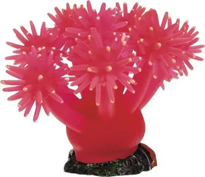 Produktbild von Dekoration Smiling Coral 9 cm pink