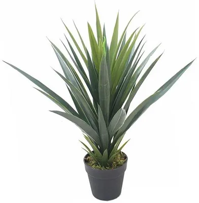 Produktbild von Sukkulente Yucca Pflanze 60 cm