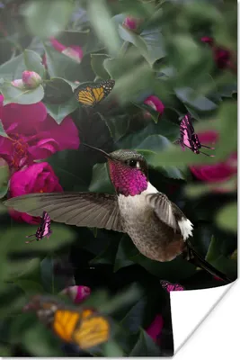 Produktbild von MuchoWow® Poster Kolibri - Rosa 20x30 cm - Papierdruck