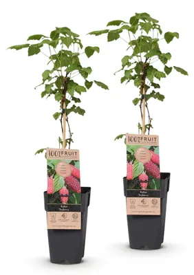 Image de Green boutiQ - Fruitplant - Rubus log. Tayberry - Braamboos - Winterhard - Paarse Framboos - 2 Planten - Pot 15cm - Hoogte 50cm