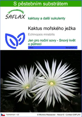 Obrázek produktu pro SAFLAX - kaktus mořského ježka - Echinopsis mirabilis - 40 Semena - S pěstebním substrátem bez klíčků