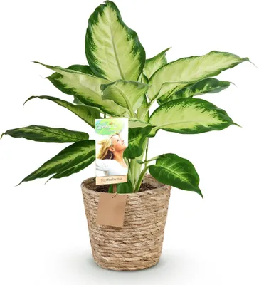 Zdjęcie produktu dla Dieffenbachia Camilla 45 - 50cm, 17cm, w koszyku - kolorowa roslina doniczkowa