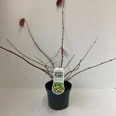 Zdjęcie produktu dla Viburnum plic. 'Cascade' – kalina japońska | 30–40 cm w doniczce