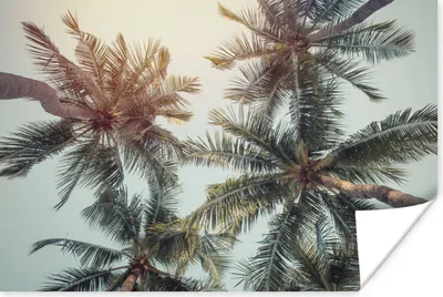 Produktbild von MuchoWow® Poster Palme - Sommer - Tropisch 180x120 cm - Fotoplakat