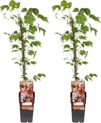 Zdjęcie produktu dla Parthenocissus Tricuspidata Veitchii Boskoop - trójklapowa winorosl dziewicza