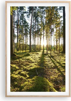 Produktbild von Gerahmtes Poster - Rahmen in heller Eiche - Wald Baum Natur - 61x91,5 cm - Wand Bild - Wanddeko - Wandbilder - Kunstposter - Wandposter - Bilderrahmen - Bilder - Kunstdruck - Wandbild P2NPA61x91-3724