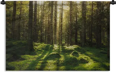 Produktbild von MuchoWow® Wandteppich Wandbehang Bäume - Wald - Moos - Pflanzen - Sonne - Natur 150x100 cm Tapisserie Dekoration Wandtuch - Waschbar - Tapisserien - Wand-Decke