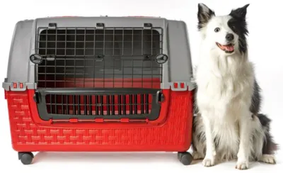 A dog sitting next to a red and gray pet transport box.
