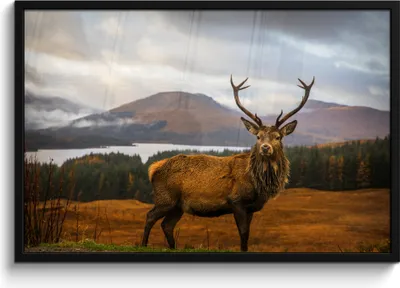 Produktbild von MuchoWow® MuchoWow® Gerahmtes Poster Hirsche - Berge - Wasser - Landschaft - Tiere - Bäume 90x60 cm - Poster mit zchwarzem Bilderrahmen - Fotorahmen - Foto-Plakat