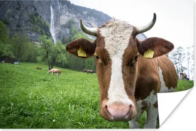 Produktbild von MuchoWow® Poster Kuh - Natur - Österreich 60x40 cm - Schlafzimmerdekoration