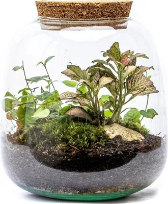 Obrázok produktu pre Gardners Sklenená nádoba MOLINIA s korkovou zátkou, 20x19 cm - vysadená s vlhkosťou