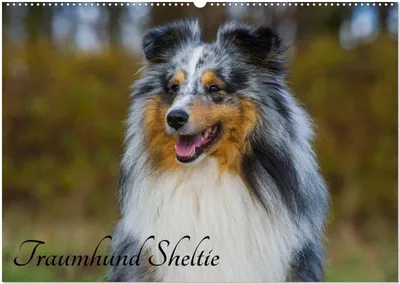 Produktbild von Traumhund Sheltie (Wandkalender 2026 DIN A2 quer), CALVENDO Monatskalender