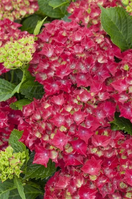 Produktbild von Hydrangea macrophylla 'Royal Red', Hortensie, rot, 30–40 cm