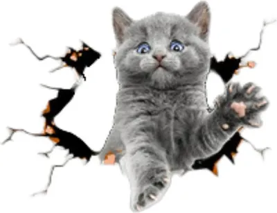 Immagine prodotto di INF Adesivi Auto 3D Gatto Grigio: Creativi, Grandi, PVC, 24.5x19cm, Set da 2