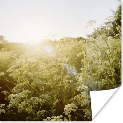 Produktbild von MuchoWow® Poster Blumen - Weiß - Frühling 75x75 cm - Wand Dekoration