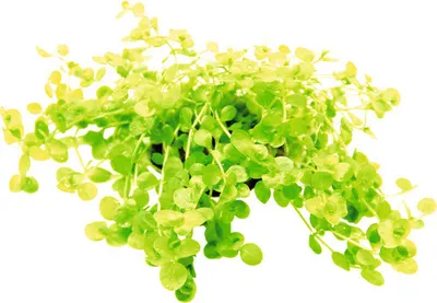 Produktbild von Perlenkraut - Micranthemum umbrosum