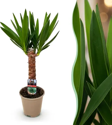 Image de Yucca elephantipes - Yucca - Peu d'entretien - Vert - 45-55cm - Ø14cm - Plante d'intérieur - Vert persistant