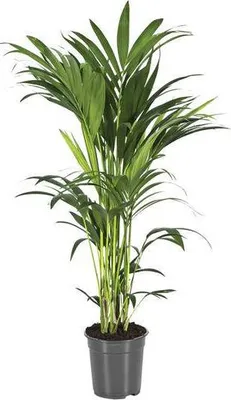 Image de Palmier Kentia (Howea Forsteriana) Ø 21 cm, 110 cm, facile d'entretien, palmier d'intérieur, plante d'intérieur