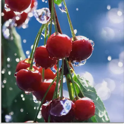 Produktbild von ARTland Glasbild Rote Kirschen im Sommerregen Größe: 30x30 cm