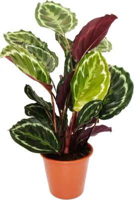Immagine prodotto di Pianta da ombra XXL con fogliame insolito Calathea roseapicta Medaillon Vaso da 19 cm Altezza circa 70-80 cm