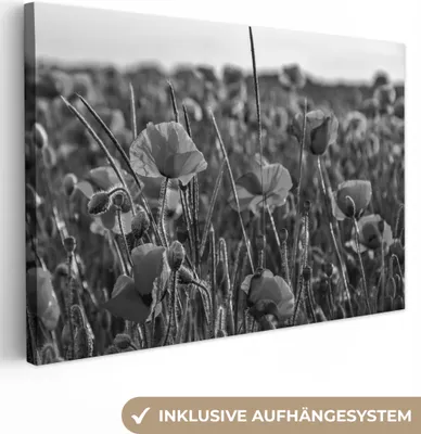 Obrázek produktu pro OneMillionCanvasses® - Obraz na plátně - Květiny - Vlčí máky - Příroda - Červená, nástěnná malba, nástěnné dekorace obrazy obývací pokoj, 60x40cm