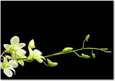Produktbild von Tulup® Glas-Bild - 100 x 70 - Wandbild aus Glas - Wandkunst - Wandbild hinter gehärtetem Sicherheitsglas - Blumen & Pflanzen - Orchidee - Weiß