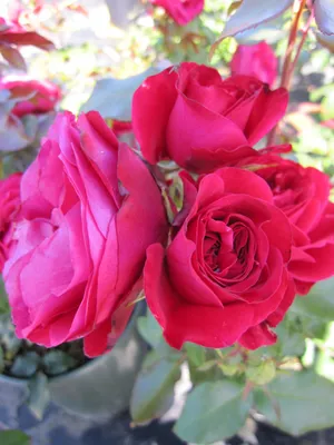 Produktbild von Beetrose Rouge Meilove® - Rosa Rouge Meilove® - Meilland Rose - ADR-Rose