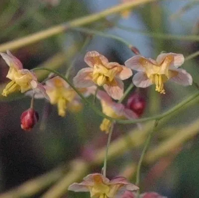Produktbild von 6 x Elfenblume  - Epimedium pinnatum 'Black Sea'  | Topf 9cm x 9cm