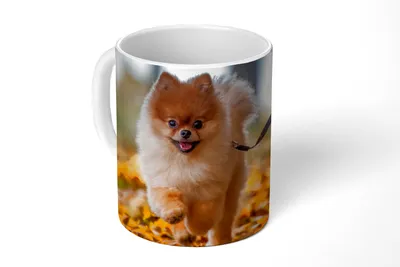 Obrázek produktu pro MuchoWow® Šálek na kávu Šálek na kávu Hrnek na kávu 350 ml Pomeranian v listechŠálek na čaj - Foto hrnek