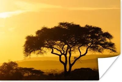 Produktbild von MuchoWow® Poster Gelber Himmel über dem Serengeti-Nationalpark in Tansania 90x60 cm - Schlafzimmer