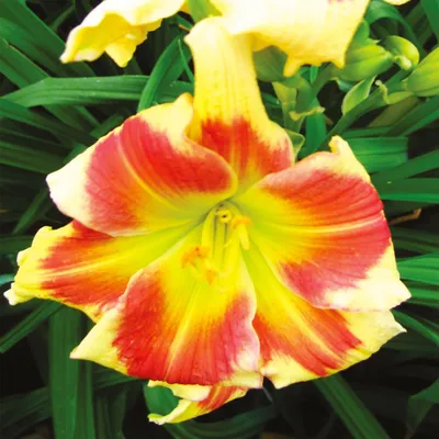 Zdjęcie produktu dla Hemerocallis Liliowiec Ogrodowy Tropical Passion 1 szt Liliowce sadzonki