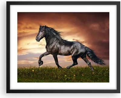 Produktbild von Gerahmtes Poster - Schwarzer Rahmen - Pferd Tier Wiese - 50x40 cm - Wand Bild - Wanddeko - Wandbilder - Kunstposter - Wandposter - Bilderrahmen - Bilder - Kunstdruck - Wandbild - P2BAA50x40-2608